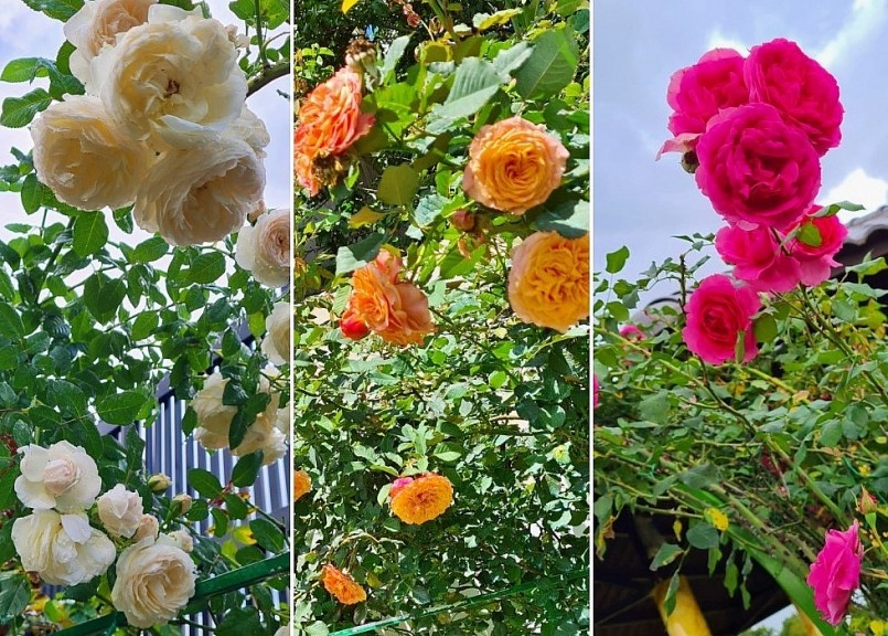  Sau 4 tháng tự tay chăm sóc, đến nay chị có 2 vườn hồng ngoại nhập với 2.655 gốc.