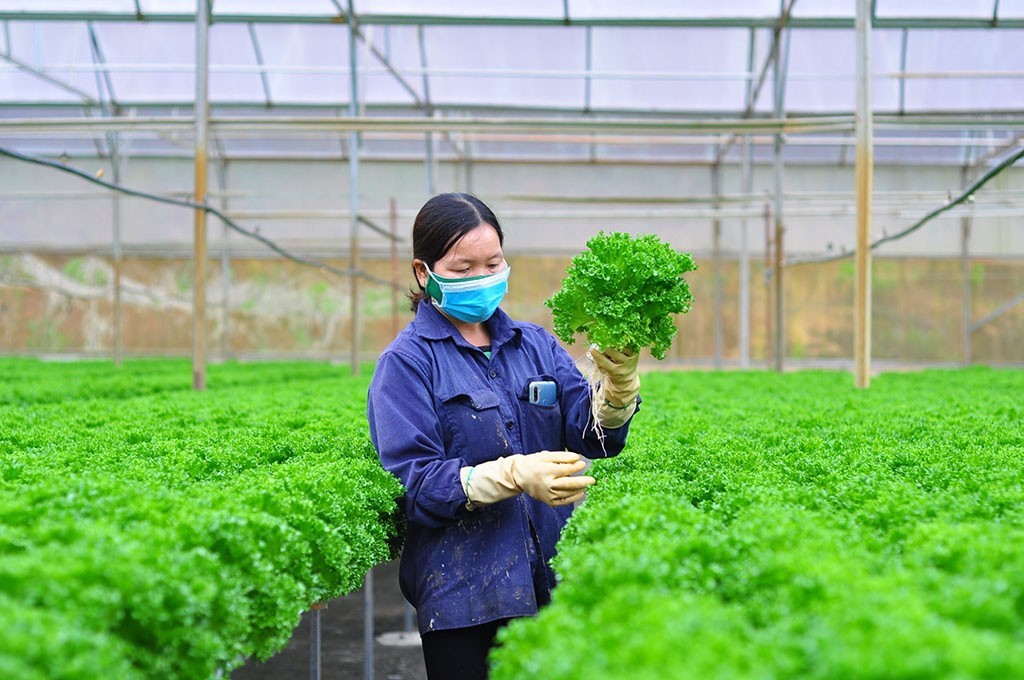 Lâm Đồng: Đổi mới mô hình tăng trưởng trong lĩnh vực nông nghiệp