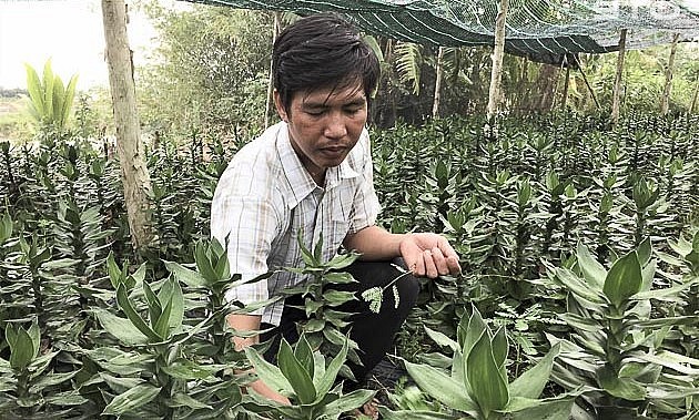 Theo anh Lê Văn Sinh ở khóm Tâm Trung, Phường 10 (TP. Sóc Trăng), cây phát tài búp sen là loại cây không khó trồng.