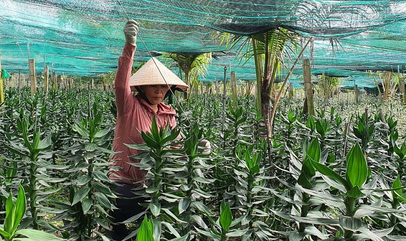Nhờ chuyển đổi sang trồng cây phát tài, gia đình chị Ánh Tuyết có thu nhập ổn định.