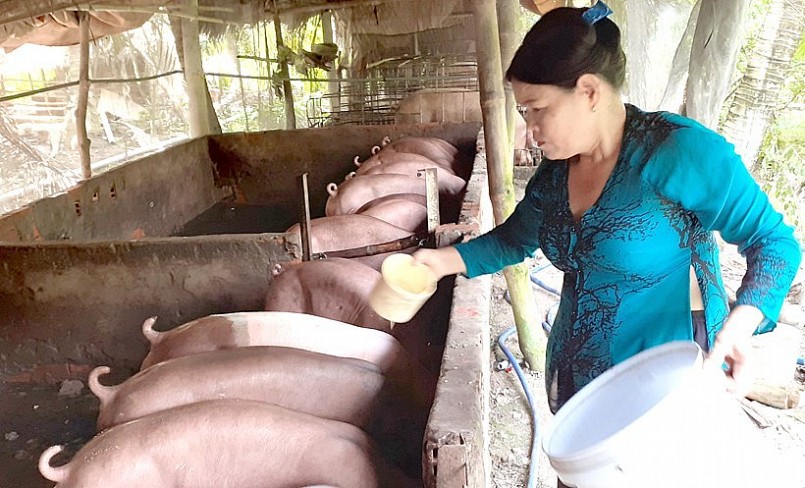 Giá heo hơi hôm nay (02/7) có nhiều biến động khi giá heo tăng liên tiếp trong tuần và đạt mức cao nhất 64.000 đồng/kg.