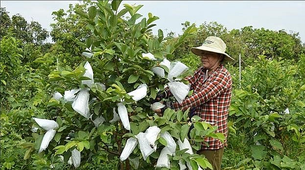 Người dân Cao Lãnh trồng ổi theo phương pháp hữu cơ, đạt tiêu chuẩn VietGAP nên trái ổi cho chất lượng cao.