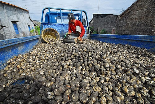 Kiên Giang cấm khai thác nghêu lụa, sò huyết, hến từ ngày 1/7