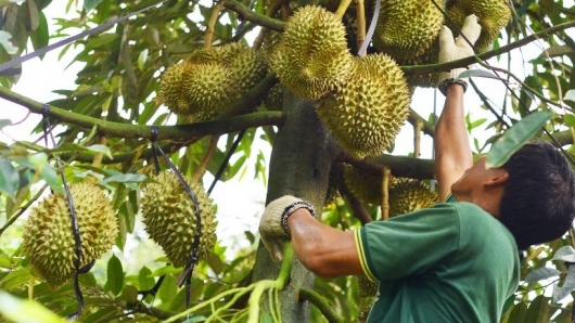 Kinh ngạc với cây sầu riêng cổ thụ 100 tuổi, mỗi vụ vẫn cho 2 tạ quả với cơm dày béo ngậy ai cũng mê