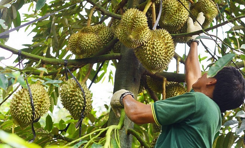 Tạ Huoai là thủ phủ sầu riêng của tỉnh Lâm Đồng nơi có cây sầu riêng cổ thụ trên 100 tuổi.