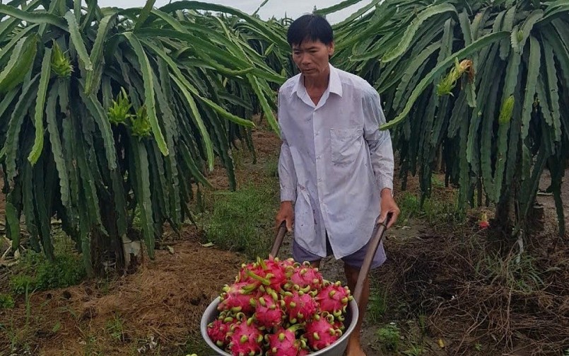Nhà vườn ở Tiền Giang lo lắng vì giá thanh long giảm mạnh khi bước vào thu hoạch rộ.