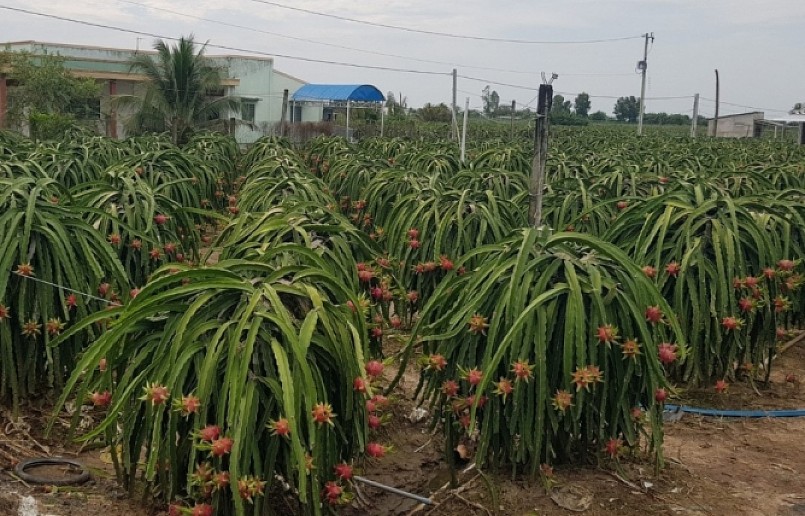 Tỉnh Tiền Giang có diện tích cây thanh long thương phẩm gần 10.000 ha. 