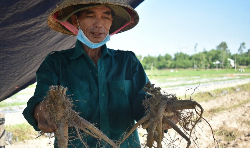Người dân ở xã Tam Thái thu hoạch vụ sâm Bố Chính đầu tiên cho năng suất cao.