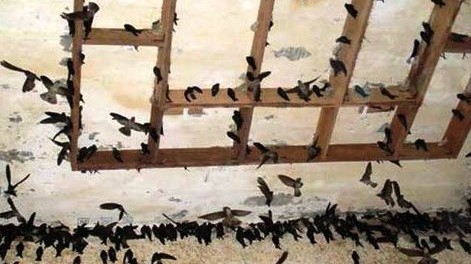 Người đầu tiên nuôi chim yến ở "thủ phủ" cây cao su, kiếm tiền tỷ nhờ 6 con chim vào nhà làm tổ
