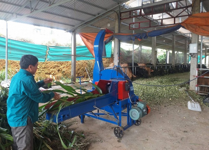 Từ chăn nuôi trâu bò vỗ béo, gia đình ông Nguyễn Văn Bảng thu lợi nhuận 600 triệu đồng/năm.