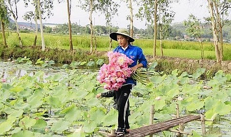 Thời điểm này đang là mua hoa sen, hồ sen rộng hơn 1 mẫu của anh Nguyễn Văn Hòe đang nở rộ.