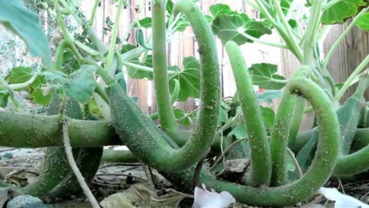 Tác dụng hữu ích của cây móng quỷ