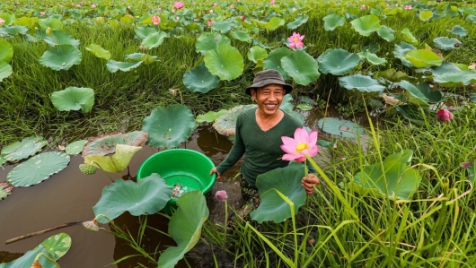 Mùa ngát hương ở Thạch Hà, khu ruộng trũng ngày nào giờ mỗi ngày thu tiền triệu