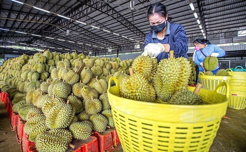 Sầu riêng Thái Lan đang tạo ưu thế vượt trội khi xuất khẩu sang thị trường Trung Quốc.