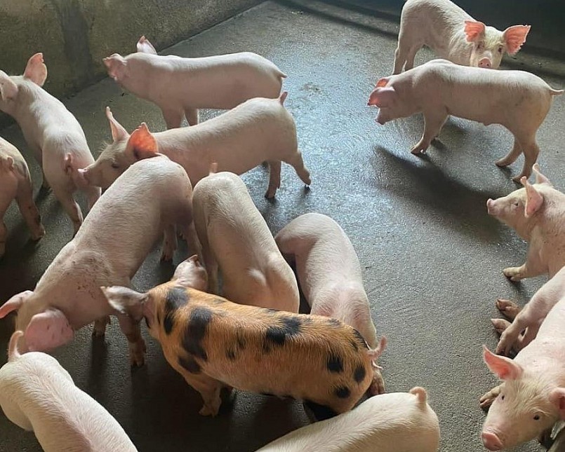 Giá heo hơi hôm nay (05/7) giá heo đang trên đà tăng hoa và người chăn nuôi kỳ vọng sẽ chạm mức 70.000 đồng/kg.