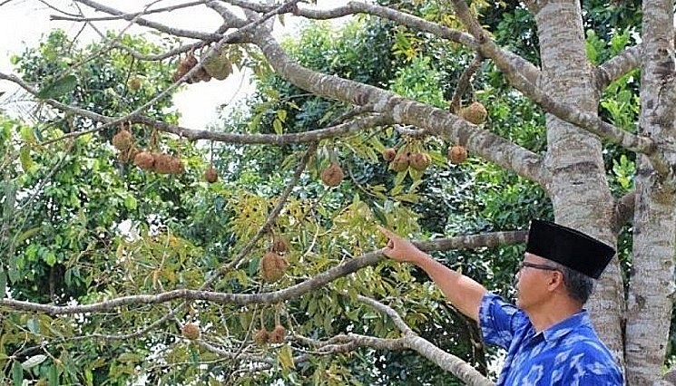 Cây sầu riêng không gai trên đảo Lambok