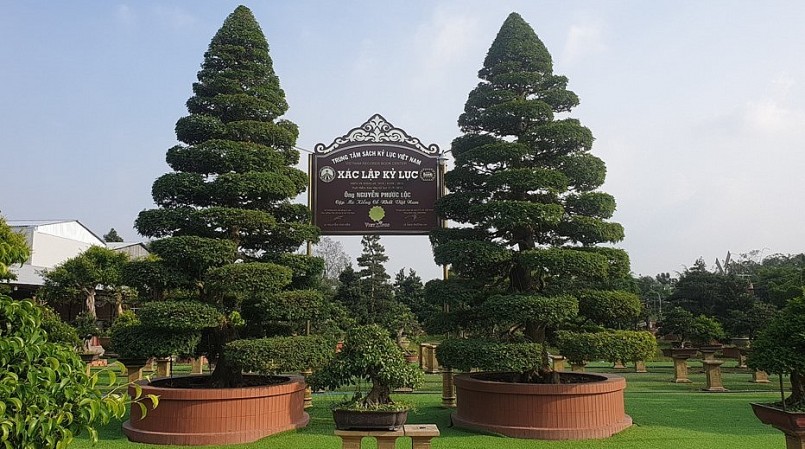 Cặp me “khủng” của ông Nguyễn Phước Lộc được công nhận kỷ lục “Cặp me kiểng cổ nhất Việt Nam”.