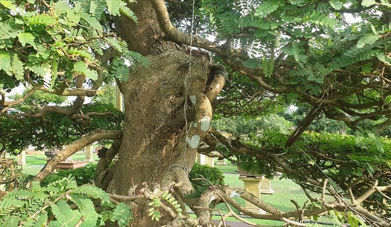 Thân cây cao 6m, đường kính tán cây 3,5 m, bề hoành gốc 1,4 m, có dáng hình cây thông (nhỏ dần từ gốc đến ngọn).