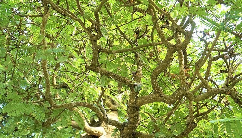 Ông Lộc phải mất rất nhiều năm chỉnh sửa, thay đổi dáng thế cây me cổ thụ mới được hình dáng như hiện nay.