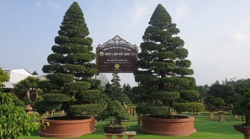 Cặp me cổ thụ cực hiếm ở Việt Nam độc lạ cỡ nào mà được định giá 10 tỷ đồng?