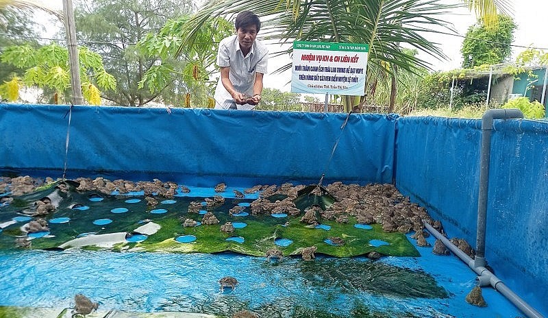 Huyện Lệ Thủy đang khuyến khích nhân rộng mô hình nuôi ếch Thái Lan trong bể lót bạt HDPE.
