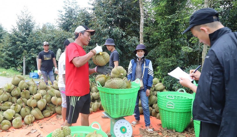 Năm nay, vụ sầu riêng ở huyện Đạ Huoai được đánh giá vừa được mùa, vừa được giá. 