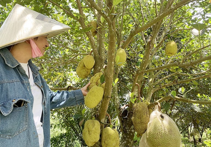 Đặc sản mít sầu riêng trồng tại Khải Farm.