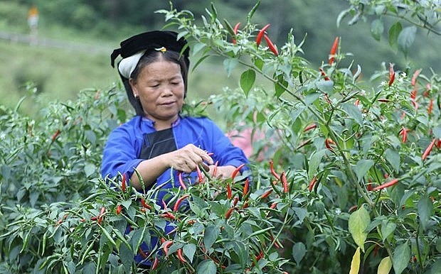 Người dân thôn Nà Pất, xã Vân Thủy, huyện Chi Lăng thu hoạch ớt tươi.