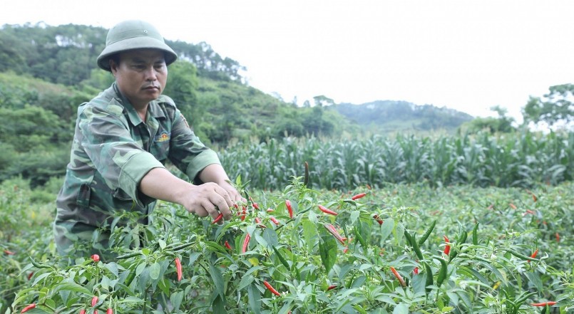 Nông dân huyện Chi Lăng (tỉnh Lạng Sơn) được mùa được giá ớt nên rất phấn khởi.