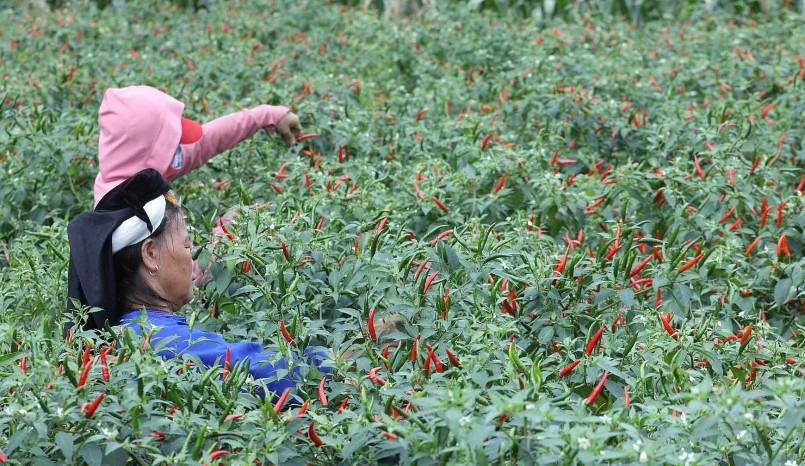 Vụ ớt năm nay, huyện Chi Lăng trồng được 630ha, sản lượng ước đạt từ 4,5 đến 5 nghìn tấn.