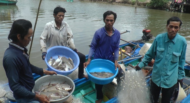 Người dân làm nghề đánh bắt cá vồ chó có thu nhập khá cao.