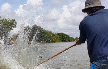 Loài cá tên như hù dọa, đi săn nơi cửa sông người dân thu tiền triệu mỗi ngày