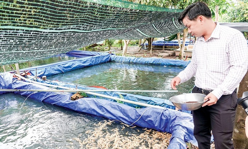 Với diện tích 1.000m2 nuôi cá kiểng tai tượng da beo đã đem lại thu nhập 600 triệu đồng/năm cho anh Thức.