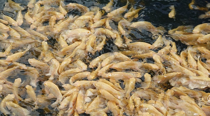 Lượng cá tai tượng da beo của anh Nguyễn Trí Thức cung cấp ra thị trường hàng trăm nghìn con giống mỗi năm.