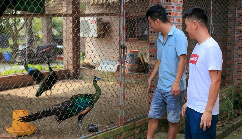 Nguyễn Văn Phương (áo xanh) là người tiên phong nuôi chim công ở Hải Dương thu về gần 1 tỷ mỗi năm.