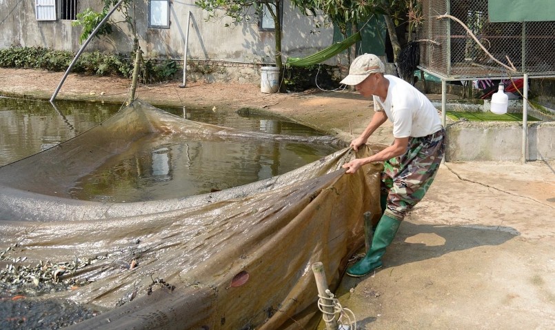 Anh Định thường xuyên kiểm tra chất lượng cá, vệ sinh ao hồ để đạt chất lượng tốt nhất.
