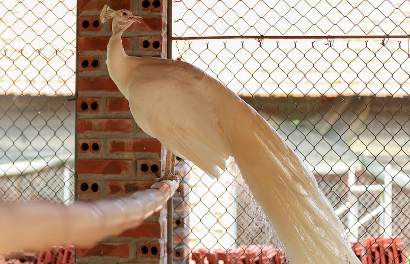 Giống chim công trắng Ấn Độ với giá 35 triệu đồng/cặp được nhiều người chơi chim cảnh ưa chuộng.
