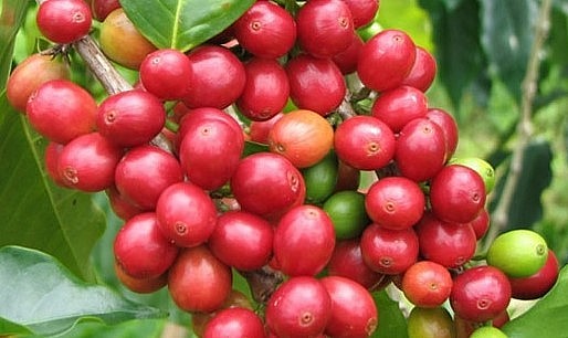 Giá nông sản hôm nay (07/7) giá cà phê diễn biến đối nghịch trên sàn kỳ hạn. Trong khi, giá cà phê arabica tăng gần 1% lên mức 160,45 US cent/pound thì cà phê robusta lại quay đầu giảm  0,08%. 