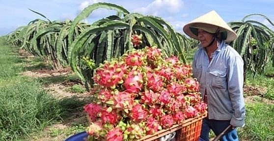 Người dân ở ấp Trang Định (xã Bông Trang, huyện Xuyên Mộc) phải tự thu hoạch thanh long để bán cho thương lái với giá 2.000 đồng/kg.