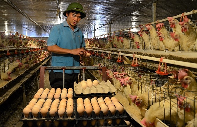 Anh Đoàn Văn Lới vừa là giáo viên kiêm chủ trại gà mỗi ngày cung cấp ra thị trường gần 3 vạn quả trứng an toàn.