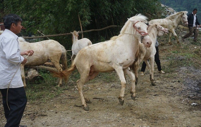 Việc chăn nuôi Ngựa bạch đang được nhiều hộ dân xã Tà Chải quan tâm đầu tư chăn nuôi và thu lợi nhuận cao.