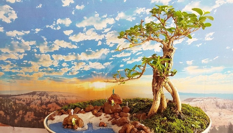 Hơn 5.000 tác phẩm bonsai siêu mini đều giàu sức sống, rất có hồn thu hút sự quan tâm của du khách và giới chơi bon sai.