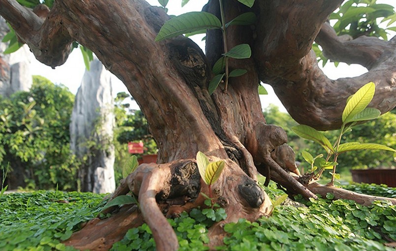 Vết nu làm đổi chiều phát triển của cây từ trực sang huyền khiến bố cục cây mềm mại cân đối.