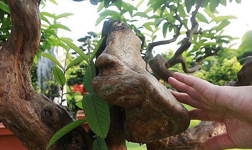 Cái u kỳ quái phá cách làm cho tác phẩm ổi bonsai vượt ra khỏi sự phát triển chân phương của cây ổi vốn gần gũi với bao người.
