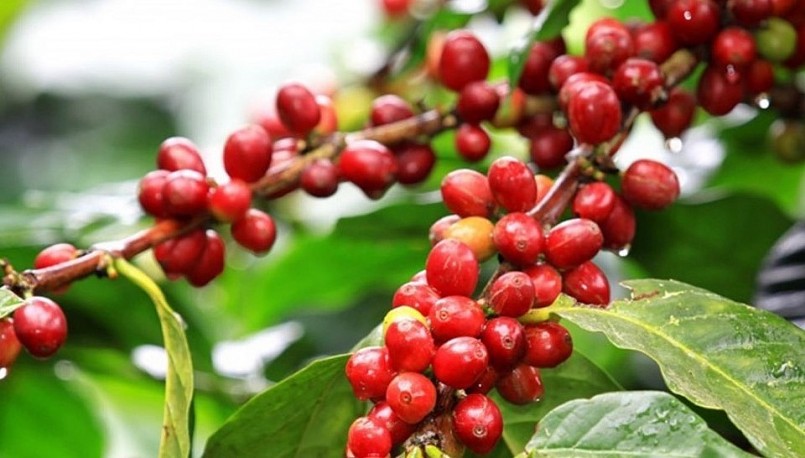 Giá nông sản hôm nay (08/7), cà phê tăng mạnh trên sàn kỳ hạn đẩy giá cà phê trong nước tăng dựng đứng.