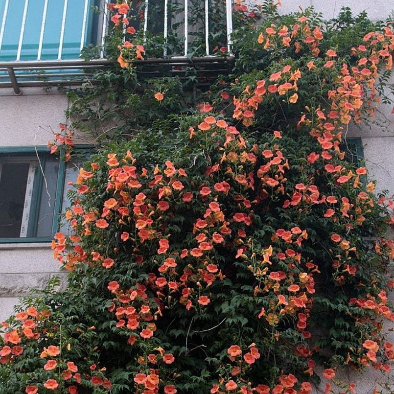 4 loại hoa leo tường chịu hạn cực tốt, khi nở phủ thành thảm vô cùng đẹp mắt