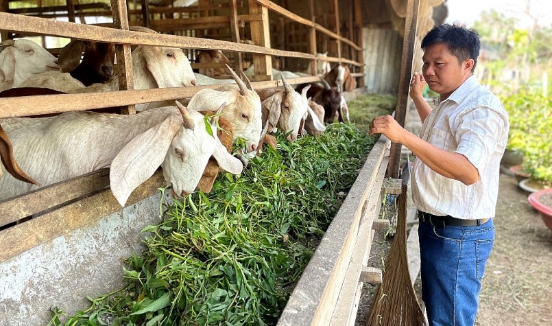 Dê dễ nuôi, nhẹ công chăm sóc, đầu ra ổn định… nên được nông dân xã Phú Long (huyện Phú Tân, tỉnh An Giang) lựa chọn để chăn nuôi.