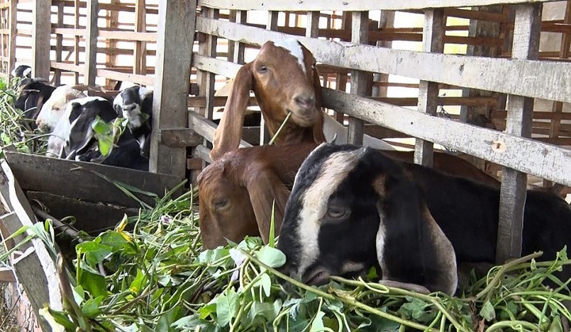 Mô hình chăn nuôi dê thịt ở xã Phú Long đã giúp nhiều người dân cải thiện thu nhập.