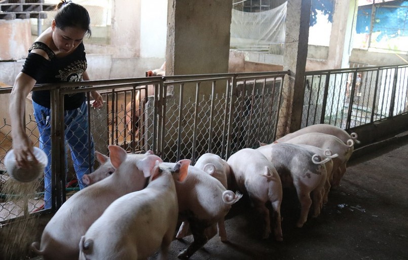 Giá heo hơi hôm nay (09/7), được dự báo sẽ tiếp đà tăng tạo cơ hội cho người nuôi tái đàn.