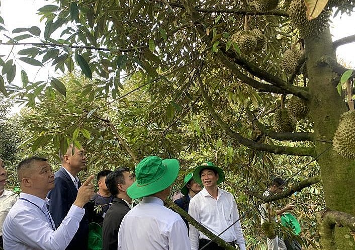 Lãnh đạo tỉnh dẫn đoàn doanh nghiêp Trung Quốc thăm vùng trồng sầu riêng xuất khẩu tại phường Xuân Lập (TP. Long Khánh, tỉnh Đồng Nai).